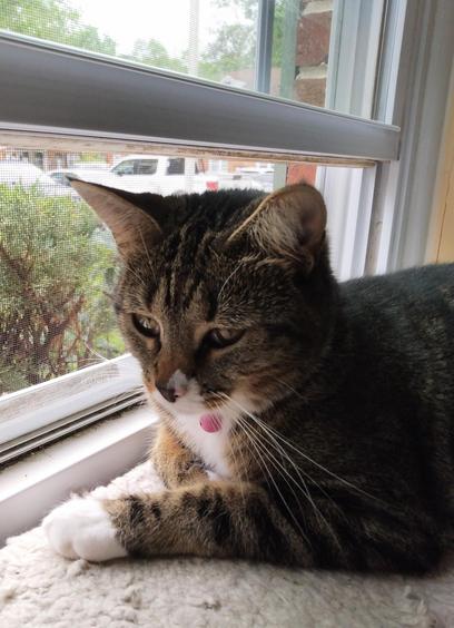 Pax, our little tabby cat with white markings, is lying on a fuzzy, white window shelf.  One striped foreleg with a white mitten is stretched out in front of her.  The other is tucked under her chest.  Long white whiskers flow down from her face.  A pink bell dangles from her collar.