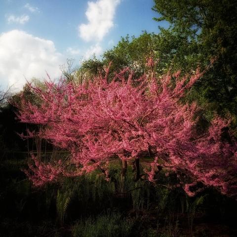 A bright pink flowering tree shines brightly in the evening sun. Dark green trees in foliage can be seen in the background and a patch of soft blue sky with clouds are in the top left corner.