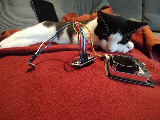Mica is inspecting the wiring of the electronic components