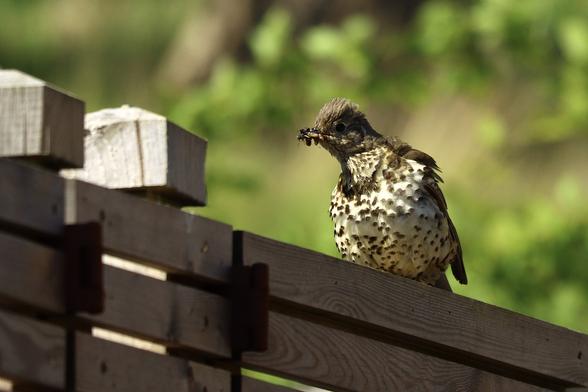 A thrush on a wooden fence with some food in its mouth and all its feathers standing on end
