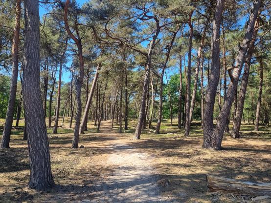 Pine trees