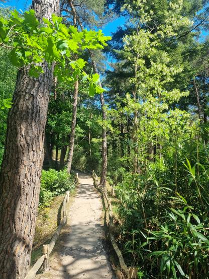 Green forest path