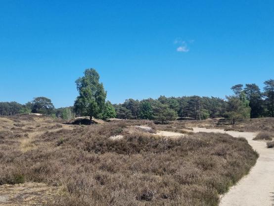 Big open field