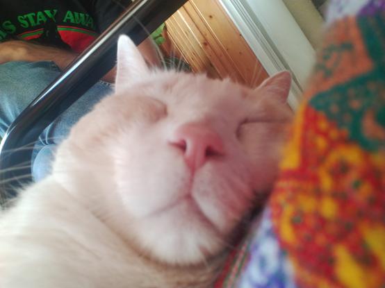 Primer plano de Fariña durmiendo