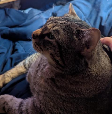 Waffles the three-legged, chonky, tabby cat, lying on the bed, looking off to the side.