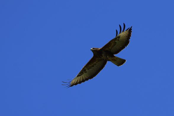 A series of four photos on a common buzzard flying in bright blue sky,