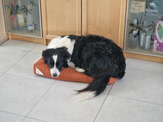 Same Aussie, conked out on a slightly too small for them rust colored pillow on a tiled floor. Puppy is curled up and giving tired vibes.