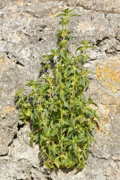A photo of a small plant growing out of the side of a stone wall.