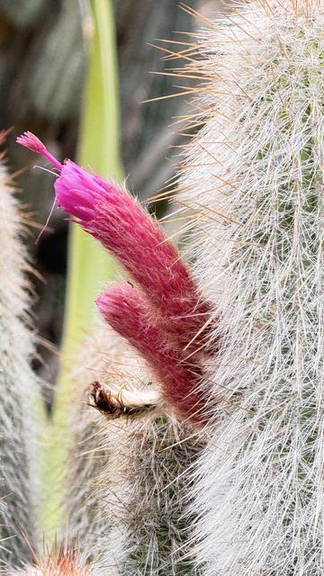 Bloom on prickly cactus- looking deceptively soft