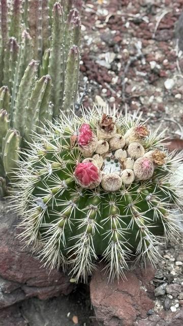 Spiky cactus with crown of blossoms