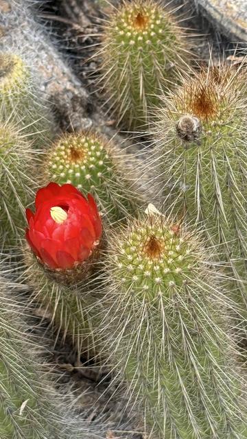 Spiky cactus with red blossom