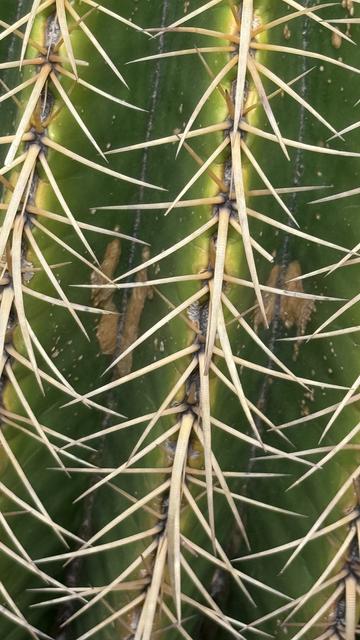 Cactus close-up