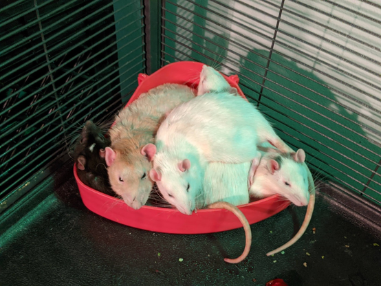 Five rats in a shitbox