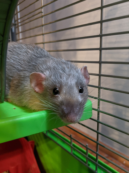 Sebastian, a dumbo silvermane rat, pancaked on a shelf in his enclosure.