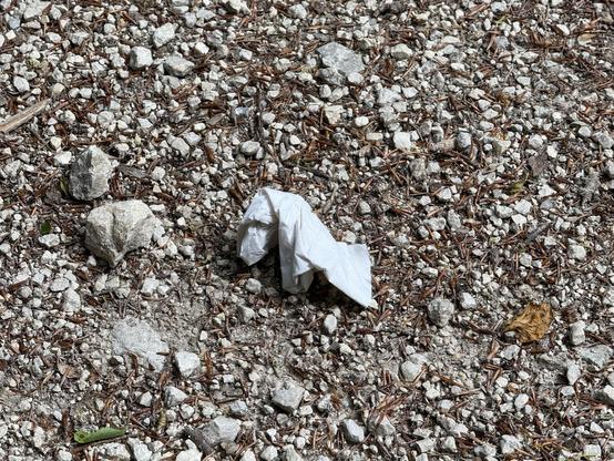 Ein benutztes Papiertaschentuch liegt auf einem Waldweg.