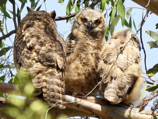 3 owls perched on a tree branch, showcasing its majestic feathers and keen gaze in a natural setting.