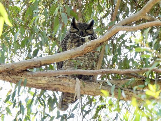 A large owl perched on a tree branch, showcasing its majestic feathers in a natural setting.