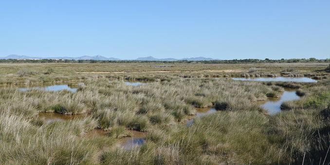 A photo if a wetland with some hills in the distance. The sky is clear and blue.