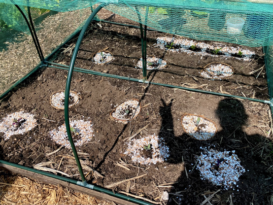 View under netted hoops of newly planted brassicas, each encircled in egg shells which looks bright against the brown soil. My shadow is cast across the ground and I’m doing a peace sign.