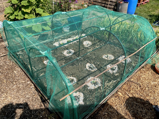 Outside view of the brassica cage with the doors now shut. Big hollyhock plants and garlic plants can be seen nearby.
