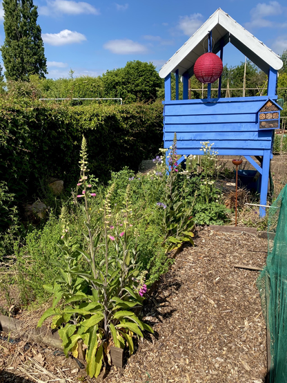 A bright blue potting shed on tall legs with a bed of wildflowers. Foxgloves, phacelia, white aquilegia, birds foot trefoil, red clover, and other plants can be seen next to a hawthorn hedge.