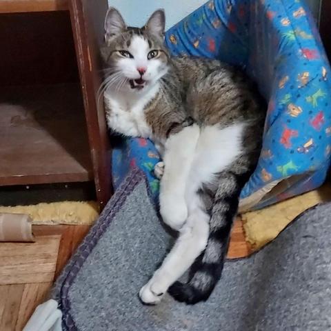 A large tabby and white cat with long legs and a long tail lies on top of a fabric cube (which he is supposed to lie INSIDE) and meows at the camera.