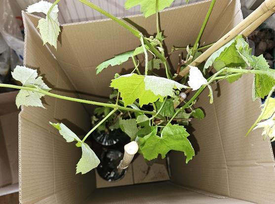 Looking down into a tall box with a tall grape plant inside it and black plastic pots in the base.