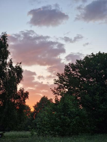 The image depicts a serene landscape at sunrise. The sky is a gradient of colors, transitioning from a soft blue at the top to warm hues of pink and orange near the horizon, where the sun is partially visible. Wispy clouds are scattered across the sky, reflecting the sunset's colors. In the foreground, a dense cluster of trees with dark green foliage frames the scene, their silhouettes contrasting against the colorful sky. The trees appear to be in a natural setting, possibly a forest or a park, with a field of grass visible at the bottom of the image. The overall atmosphere is tranquil and picturesque, capturing the beauty of nature during the golden hour.