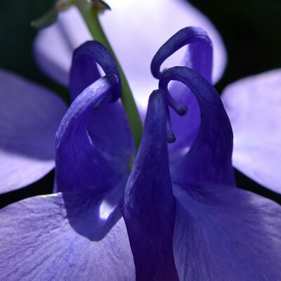 オダマキの花弁の後ろ側のくるりと巻いた部分のクローズアップ