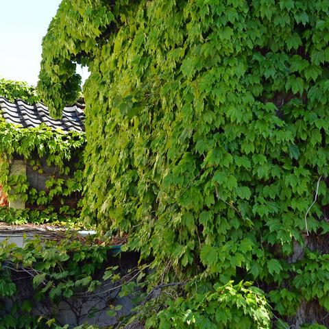 民家の壁が蔦で覆われている