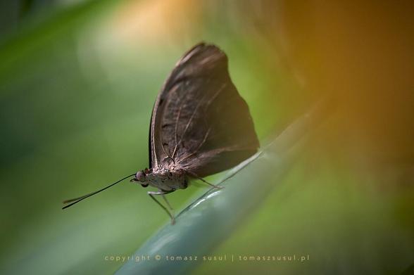 A brown butterfly rests serenely on a leaf. Its head, eyes and antennae are clearly visible, while its soft wings blur into a luminous wash of greens, yellows and oranges. The surrounding world fades into a vibrant haze, emphasising the fragile beauty and quiet grace of the butterfly, as if it were a fleeting whisper of nature’s tenderness.