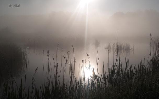 Ein Teich, durchzogen von kleinen Schilfgrasinseln. Das Ufer ist ebenfalls von Schilf gesäumt. Alles ist von dunstigem Nebel bedeckt, der von der Morgensonne durchdrungen wird. Ungefähr mittig im Bild scheinen Sonnenstrahlen durch den Nebel, ein langer Strahl führt direkt zum Wasser, wo die Spiegelung der Sonne zu sehen ist.