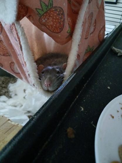 cute pet rat in a cozy hammock