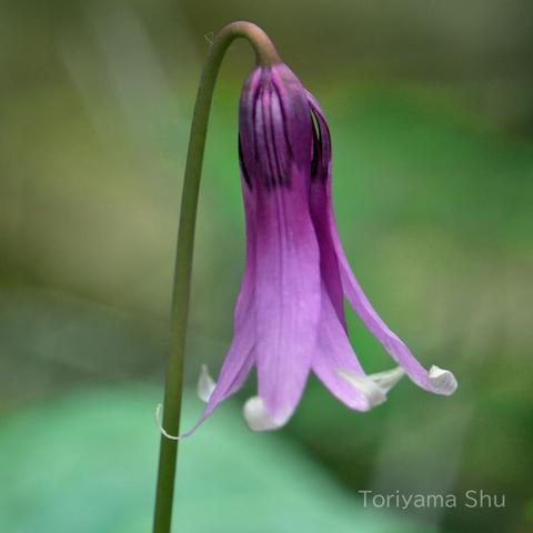 タコさんウインナーのような形をした閉じかけのカタクリの花