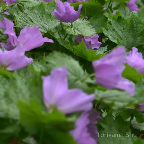 大きくて柔らかな紫色の花びらを持つシラネアオイ