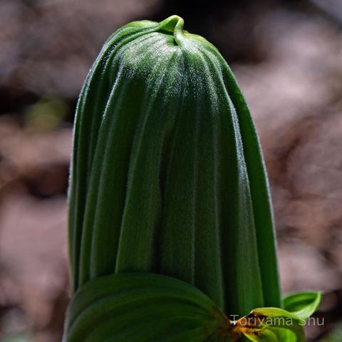 バイケイソウの芽生え