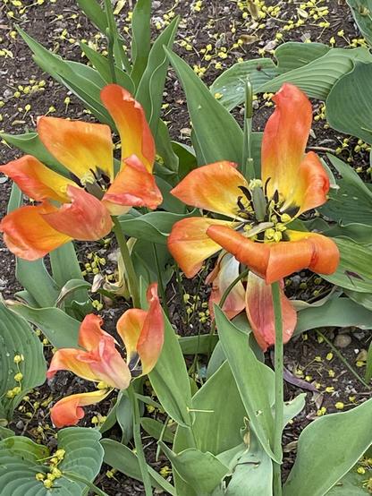 Three unusual, fiery tulips in Norwood Park in Toronto’s East End.