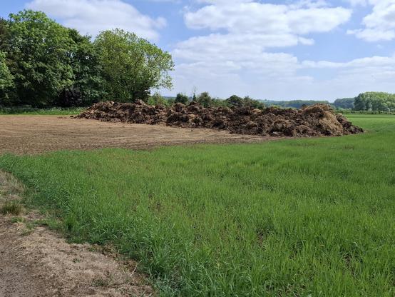 A huge pile of manure next to a cereal crop and trees.