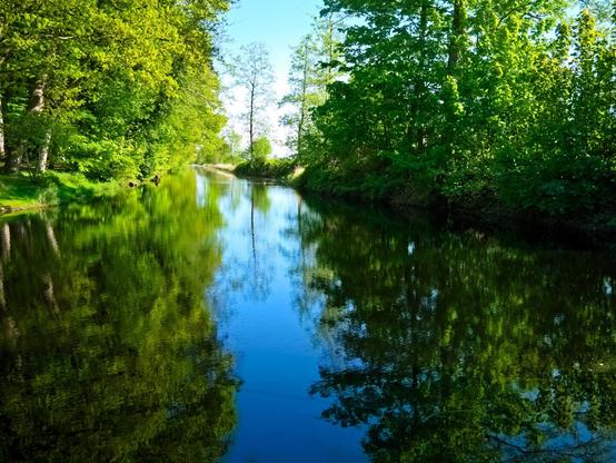A canal with large trees on the left and right. It's a warm, sunny day.