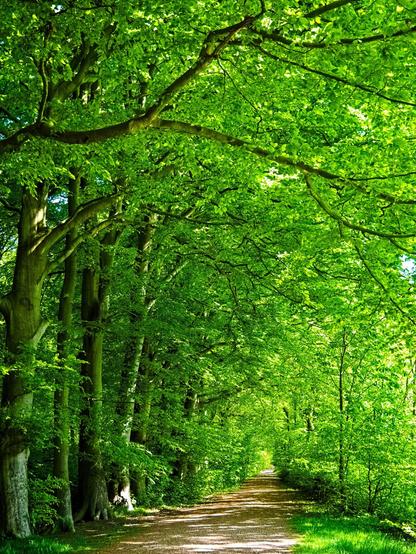 A path through a forest. The trees are light green and tall. It's so peaceful.