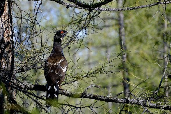 Color Foto of a Black-billed Cappercaillie sitting on a branch. The bird is portraied on the left side of the picture. The background consistst of blurred trees and greenerie. The blac billed Cappercaillie is a rager large bird. The most distinct part is the red marking above the eye. Otherwise the plumage is black to a shiny blue on the head. The wing feathers are brown with white highlights on the edges. The tail feathers are black with four white markings.