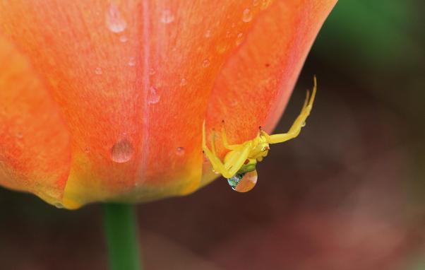 Macro photograph of a yellow crab spider upside down in ambush, under an orange and yellow tulip flower. Raindrops can be seen on the petals and the spider itself has a drop hanging down from its back, reflecting both the tulip's colours and the green plants around.
