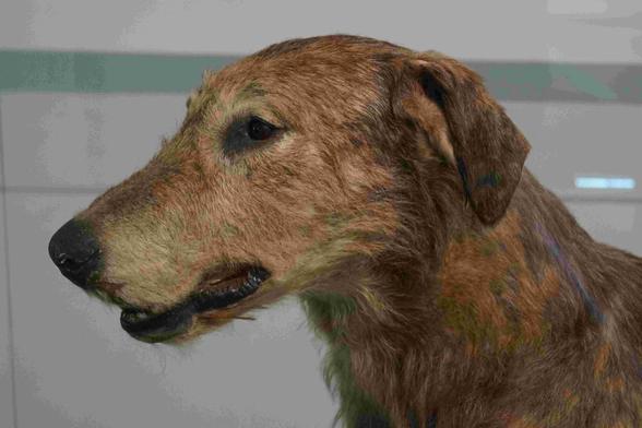 Irish Wolfhound, Ulster Museum, photocredit 1. Neu-Kelte