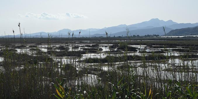 A photo if a wetland, viewed through tall grasses, with some hills in the distance. The sky is hazy.