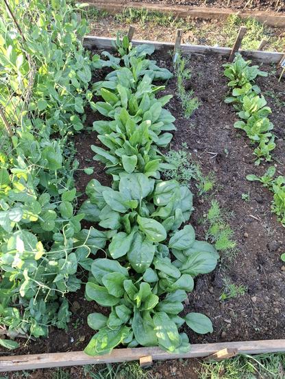 A row of spinach in between a row of peas and a row of French fennel.