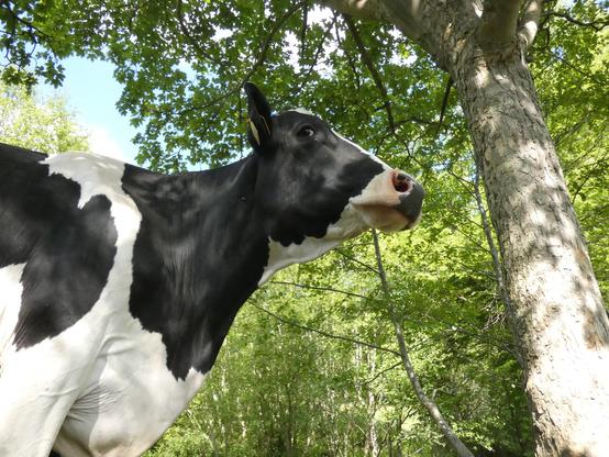 A black and white cow, seen from the ground below and looking down at me, while stood next to a tree and in the shade of a wooded surrounding