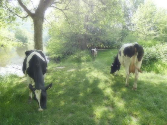 A soft focus magical shot of three black and white dairy cows grazing in a small clearing of a wooded area, next to the river's edge