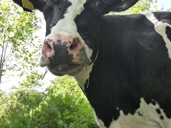 Shot of a cow's head and shoulders, the top of its head and ears just missing the frame, looking down at the lil' person taking her photo from ground level