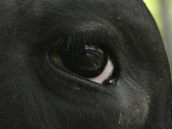 A close up of a cow's dark and beautiful eye, reflecting the river and distant mountains behind