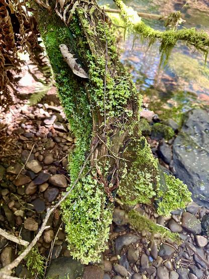 A thick tree root sticks up from a shallow creek bed. It is covered in moss shaped like little round clover leaves. Sunlight reflects off the water.